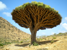 Socotra