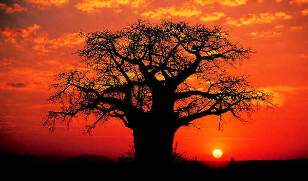 Baobab rosso 2