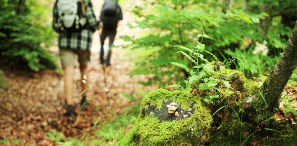 A piedi nel bosco